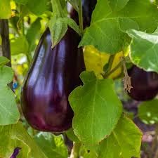 See full amazon price history chart for Live grafted brinjal plants, (Pack of 2) Live grafted brinjal plants, (Pack of 2) (B0CLVC13DC) Amazon Price History, Amazon Price Tracker