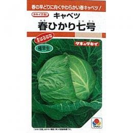キャベツ 種 春ひかり七号 小袋（約1ml）
