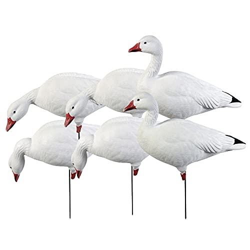 Avery Pro-Grade Full Body Snow Goose Harvester Decoy 6-Pack | 4 Fixed Head Positions (Feeder, Looker, Rester, Active) - 71201