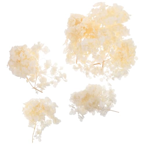 VALICLUD de Hortensia Preservados Tono Natural Decorativos para Bodas DIY y Arreglos para Centros de Mesa y Eventos