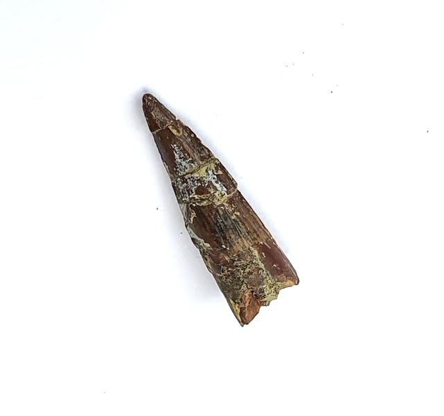 Suchomimus sp. (Tente) Dinosauro Fossile (Fossili) DBM39