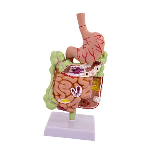 Modelo de anatomía del estómago con sección detallada para el estudio del sistema digestivo