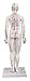 Model Anatomy Professional Medical Acupuncture Female 48cm 19