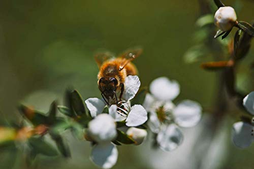 Pouatu Manuka Honing UMF 15+ (MGO > 514), rauw, echt en onbehandeld. 250g. Duurzaam gemeenschapsproduct uit de… - Afbeelding 6