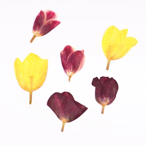 6Pcs Tulips Flores Presionadas Secas para Manualidades miniatura 3