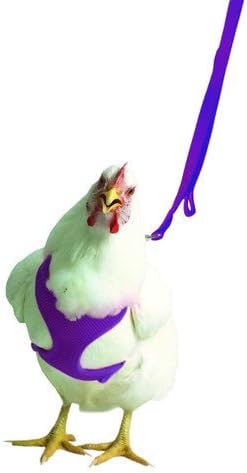 chicken leash