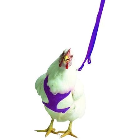 amazon chicken leash