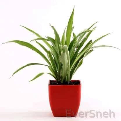 EverSneh Real Live Spider Plant Indoor Live with Red Pot (5-6 Inch Small) Indoor Balcony Office Desk Table Plant (B0BLZL24CT) Amazon Price History, Amazon Price Tracker