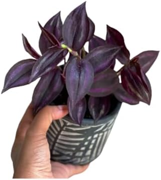 Generic Easy Care Purple Wandering Jew Plant in a 4 inch Pot, Low Light Air Purifier, Low Maintenance Houseplant Gift