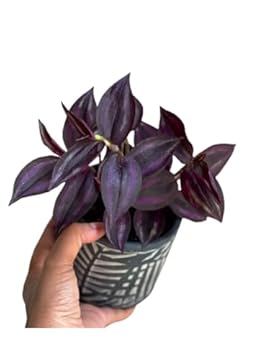 Plants Good for Low Light: Surprising Picks You Didn't Expect 3 plants good for low light