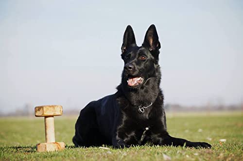 Dingo Gear Apportierholz verdrehte für IPO EXTRA Gewicht 650 Gramm Ausbildung Apportieren Hundetraining Obedience Handarbeit Apport Holz S02503
