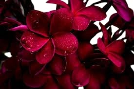 See full amazon price history chart for TENDER LEAVES Full-Sun Exposure kath golap plant,s Plumeria, katha chapa, frangipani,Garden Decorative house Plant, Champa flower,Champa flower Plant good Healthy Plant 1 Live Plant In Grow-Bag. TENDER LEAVES Full-Sun Exposure kath golap plant,s Plumeria, katha chapa, frangipani,Garden Decorative house Plant, Champa flower,Champa flower Plant good Healthy Plant 1 Live Plant In Grow-Bag. (B0D14T6KMW) Amazon Price History, Amazon Price Tracker