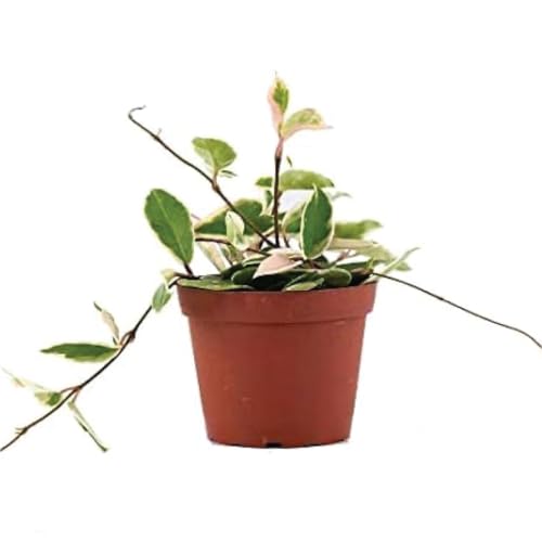 American Plant Exchange Hoya Carnosa 'Krimson Queen' Plant – 6-Inch Pot – Live Tricolor Wax Vine Succulent, Easy Care Houseplant for Home, Office, or Patio Decor