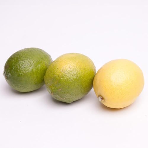 [先行予約]わけあり レモン1.5kg+250g(傷み補償分)[和歌山有田産][防腐剤・WAX不使用、安心の国産レモン][わけあり・訳ありレモン]