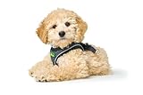 HUNTER Hundegeschirr HILO COMFORT, Farbe: anthrazit, Easy Step-In Geschirr für kleine bis mittlere Hunde, mit Netzmaterial, reflektierende Elemente, angenehm leicht, modernes Design, Größe: M-L