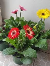 Gerbera Flower Seeds - Grow Your Own! -1 Gerbera Flower Seeds - Grow Your Own! -1