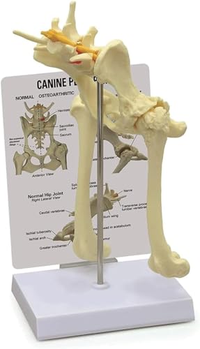 Image of Dog Skeleton Model,Canine Hip Model,Normal Hip Knee Joint Replica for Canine Anatomy for Veterinary Office Educational Tool Organs Model (Canine Hip)