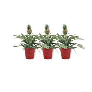 Ananas Comosus Ananas Boom – Ananasplant in rode pot – echte ananas – anti-snurkplant – onderhoudsvriendelijk…