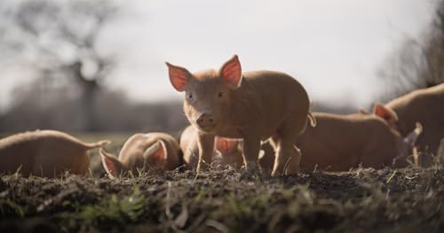 WILDES LAND - Die Rückehr der Natur