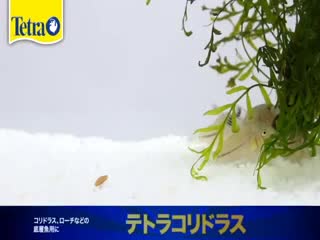 テトラ (Tetra) コリドラス 120g 底棲魚の主食 バランス栄養食