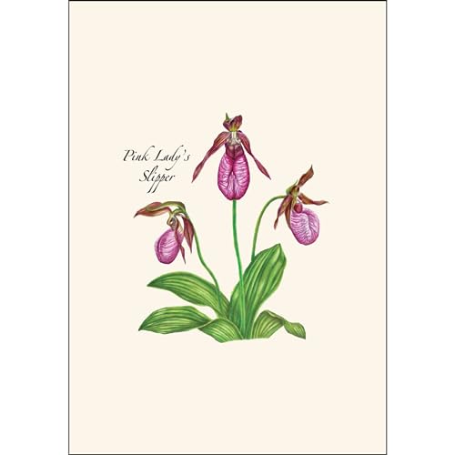 Image of Earth Sky + Water - Native Orchid Assortment Assortment Notecard Set - 8 Blank Cards with Envelopes (2 each of 4 styles)