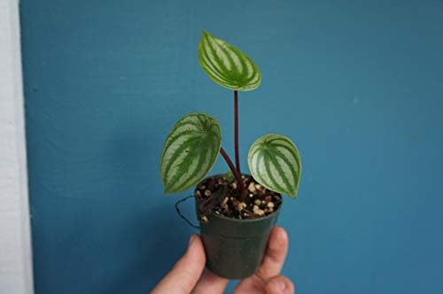 1 Watermelon Peperomia (Peperomia argyreia) 2.5" Pot - Succulent Live Plant