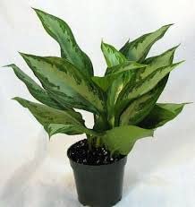 Mphmi Nurseryplant Aglaonema Commutatum Silver Queen - Plant