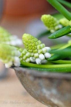 Radha Krishna Agriculture® MuscariImported Veriety, Muskari grape hyacinth flower bulbs for home gardening (PACK OF 3, Multicolour)