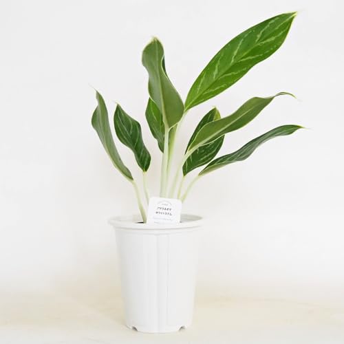ITANSE アグラオネマ ホワイトステム 4号 3個セット【品種で選べる観葉植物】学名:Aglaonema 'White Stem'/サトイモ科アグラオネマ属 非耐寒性多年草/原生地:東南アジア●まだまだ流通の少ない品種。名の通り白い茎を持つ品種で、エメ