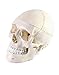 QWORK Human Skull and Brain Anatomy Model, 11 Parts, Life Size, Numbered, Anatomically Accurate, for Science Teaching Learning