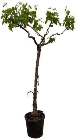 Winorośl - Vitis Vinifera - pień rozgałęziony - 200 cm - Ø 35 cm