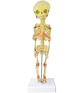 EVOTECH SCIENTIFIC Human Cranial Nerves Model - Life Size Anatomy Display With Stand