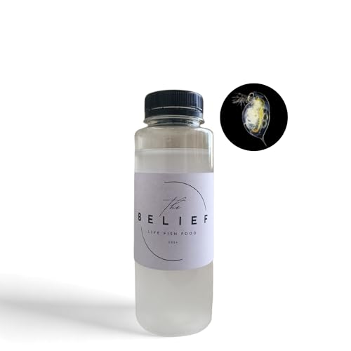 Image of Belief Moina Starter Culture Live Fish Food