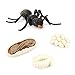 Jdeijfev Simulation Fourmis Cycle de Vie des Animaux, ModèLe de Cycle de Croissance des Insectes Figurines d'action de La Vie Jouets éDucatifs pour Enfants Fourmis Noires
