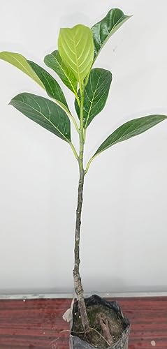 Golden Bloom Thai Red/Pink JackFruit Plant Grafted, Grafted Pink Red Jackfruit Plant (Height 1-2 Ft) Under 1.5-2 Years U Get Fruits