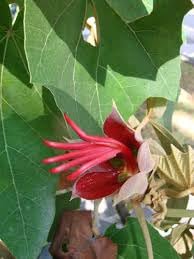 Miniatura 6 de Flor De Manita hierba de flores secas 8 oz por HealinGifts