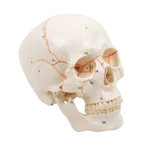 Image of Human Skull Anatomy Model, Life Size Detachable 3 Part with 54 Laser Etched Numbered Parts, Skull Model for Medical Students