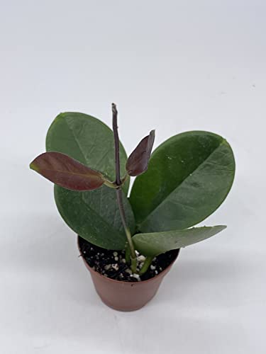 Hoya Australis In A 2 Inch Pot, Live Rooted Potted Tiny Mini Pixie Plant #TOP2