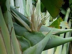 Semillas de palma de viajero (5 unidades)