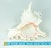 Conch Shell Decor - Seashell Decor - 6-7