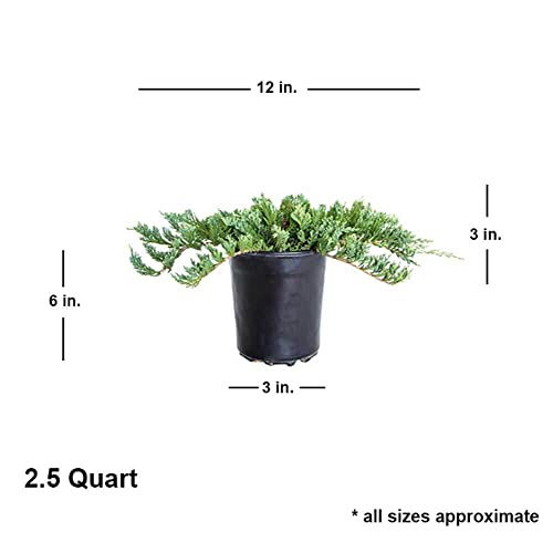 2.5 Qt. - Blue Rug Juniper - Groundcover - Live Plants #TOP1