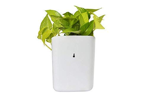 'Trendy Home' Prism Shape wall mount planter for Indoor/Outdoor | planters for Garden/Balcony vertical gardening Decor | Without Plant (color-White, set of 8 Pots)