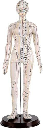 Mannequin de point corporel MTC de 50cm pour formation au massage - 7