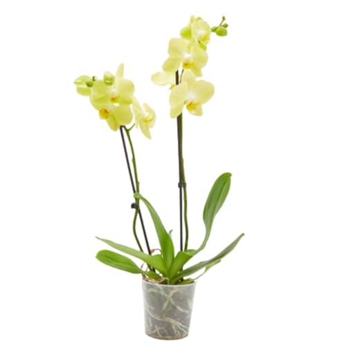 Planta Orquidea phalaenopsis natural 2 tallos maceta Ø12cm - Verdecora… (Amarillo)