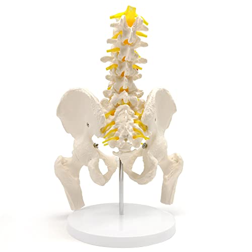 Image of EVOTECH SCIENTIFIC Male Pelvis Model with 5 Lumbar Spine, W /Removable Femur Head, Life Size Anatomy Medical Model for Science Education, Medical Demonstration Tool