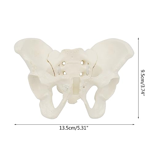 Image of Mini Size Female Pelvis Model, Flexible Anatomy Model, Hip Bone Pelvic Anatomical Model for Science Education Midwife, 15x13x7cm
