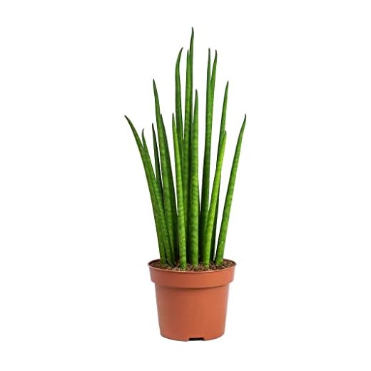 Sansevieria Cylindrica DECOALIVE Planta Natural de Interior muy Resistente