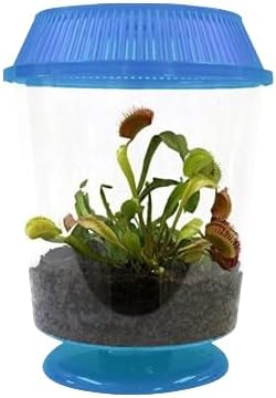 Nature Gift Store - Trampa para moscas Venus para adultos en terrario azul de 4.5 pulgadas, trampa para moscas para plantas carnívoras