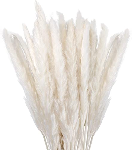 Hearkey Herbe de la Pampa Sechees Decoration Lot de 30,Fleurs Séchées Naturelles 45cm Blanche, Fleur de Pampa pour Deco Salon,Chambre, Interieur,Maison,Cuisine,Domicile,Balcon (Vase Non Inclus)
