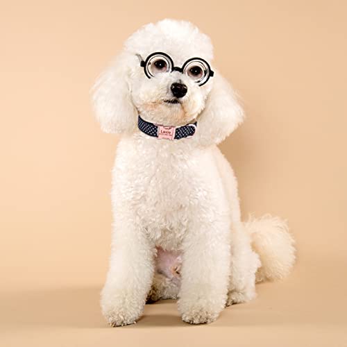Collier de chien gravé contre la perte : identification pour petit chiot S - 6